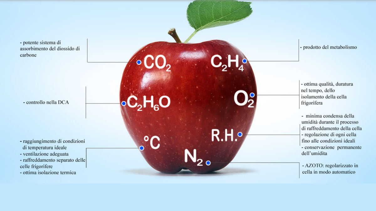 Conservación en atmósfera controlada frescura prolongada sin aditivos químicos.png